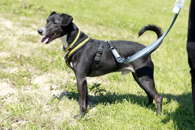 Peppy requires an adult-only home with a minimum of two people, so there is always someone nearby to keep him company. He is an active six-year-old Patterdale cross that is a fun and playful.