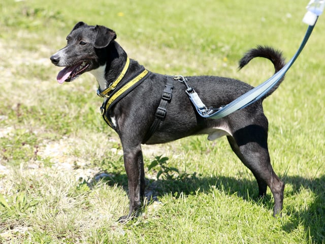Peppy requires an adult-only home with a minimum of two people, so there is always someone nearby to keep him company. He is an active six-year-old Patterdale cross that is a fun and playful.
