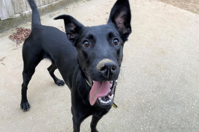 Bailey is a friendly, one-year-old malinois cross with an excitable character. He's full of beans and has lots of enthusiasm but will appreciate a calm approach when meeting for the first time.