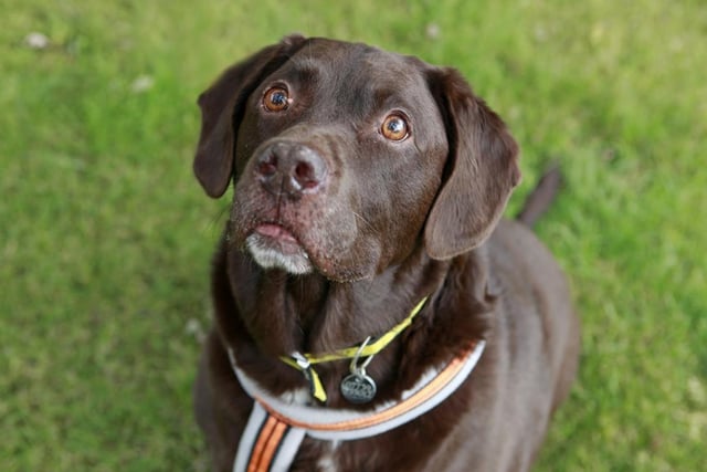 Benji is a nine-year-old chocolate labrador with a friendly, yet sensitive character. He loves nothing more than the company of people and is always keen for cuddles or joining you on a fun, scent-filled walk.