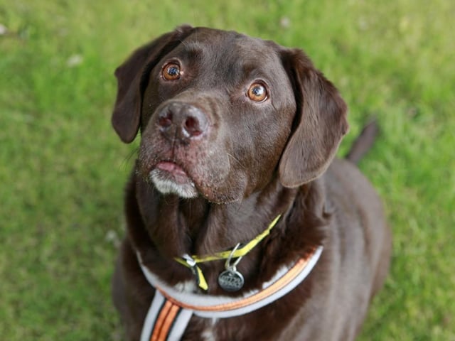 Benji is a nine-year-old chocolate labrador with a friendly, yet sensitive character. He loves nothing more than the company of people and is always keen for cuddles or joining you on a fun, scent-filled walk.