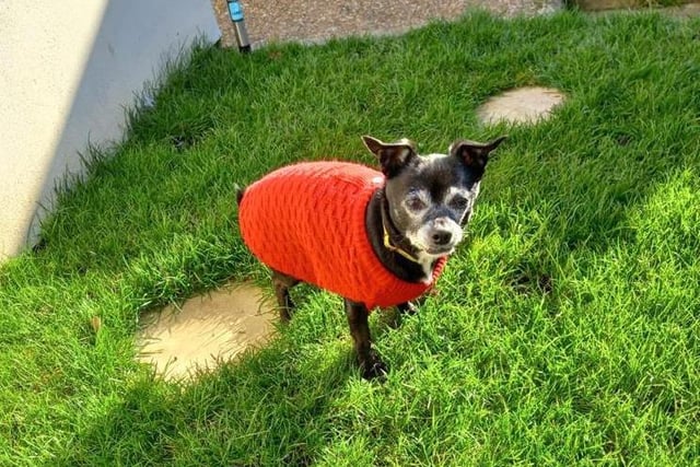 Jack is a nine-year-old Jack Russell cross chihuahua. He's shy and likes to get to know people at his own pace. Jack is super playful and enjoys a game of fetch.