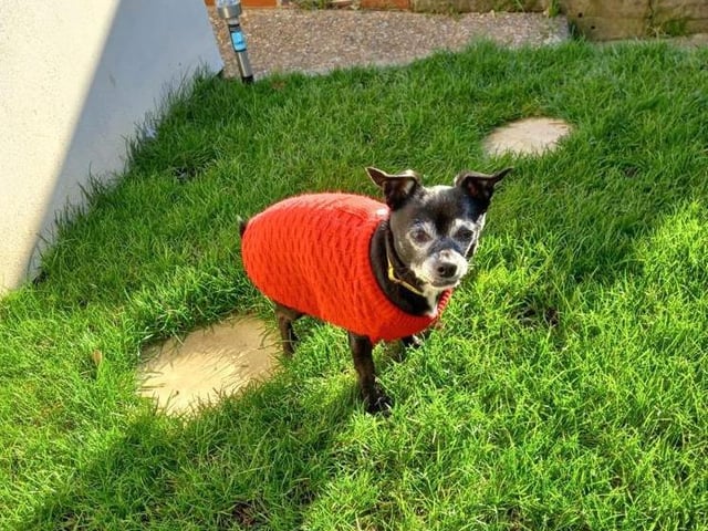 Jack is a nine-year-old Jack Russell cross chihuahua. He's shy and likes to get to know people at his own pace. Jack is super playful and enjoys a game of fetch.