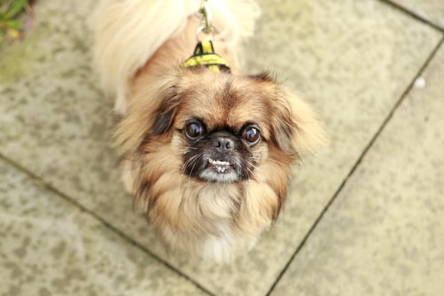 Maxx is a friendly, six-year-old Pekingese cross that adores the company of his favourite people. He's chilled out and enjoys the simple pleasures in life but has a few insecurities about the world around him.