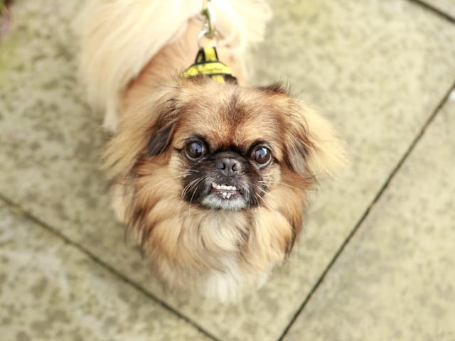 Maxx is a friendly, six-year-old Pekingese cross that adores the company of his favourite people. He's chilled out and enjoys the simple pleasures in life but has a few insecurities about the world around him.
