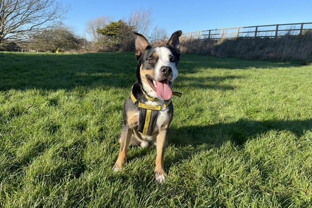 Moto is a young collie cross bulldog that loves to learn. This clever dog already knows a few of basic commands and has lots of potential to pick up new tricks, too.