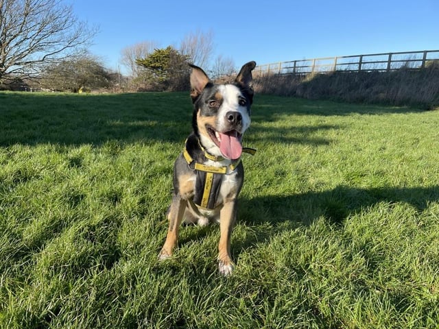 Moto is a young collie cross bulldog that loves to learn. This clever dog already knows a few of basic commands and has lots of potential to pick up new tricks, too.