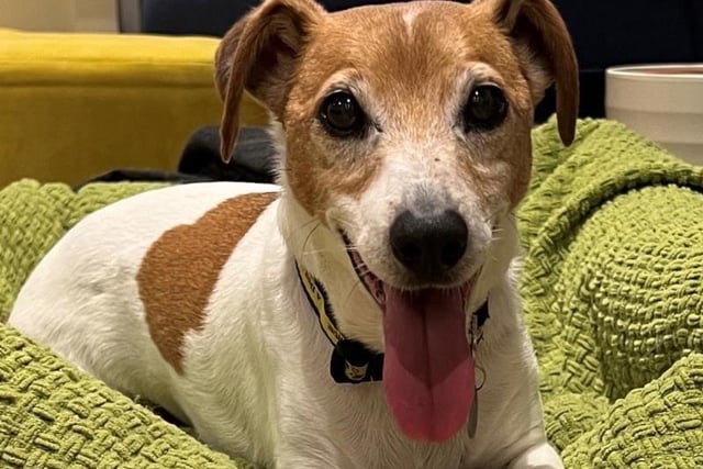 Russell is a sweet, senior dog with a lot of love and life left to give. Despite being 13, he enjoys spending time outdoors and equally loves a game of fetch with a squeaky ball.