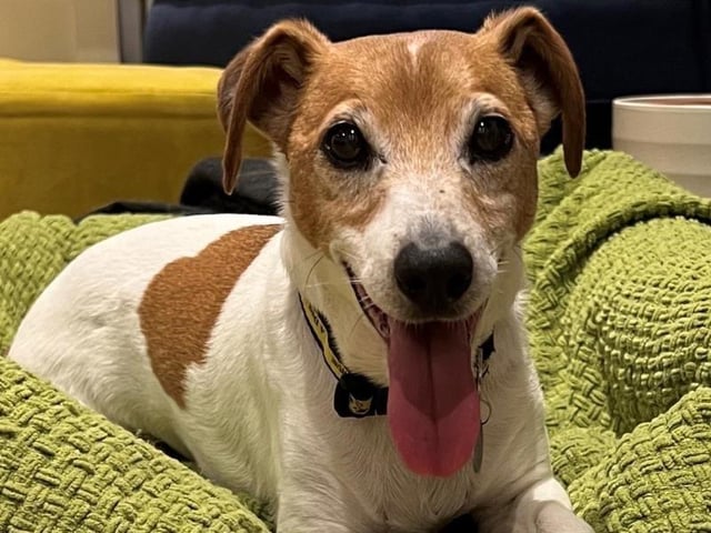 Russell is a sweet, senior dog with a lot of love and life left to give. Despite being 13, he enjoys spending time outdoors and equally loves a game of fetch with a squeaky ball.
