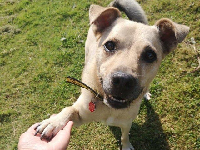 Toby is a six-year-old Japanese spitz cross Jack Russell terrier full of fun and character. His favourite pastimes include engaging in his training, playing with squeaky toys, settling down with enrichment and food.