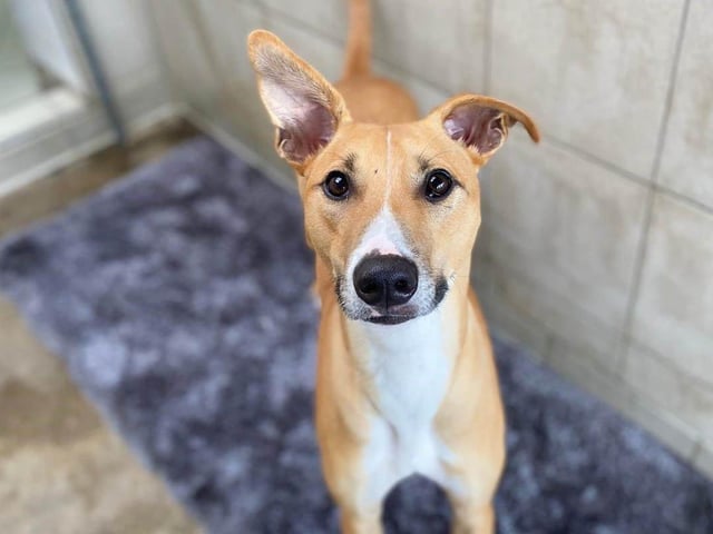 Biggles is an energetic three-year-old and finds it hard to contain his enthusiasm but his project handler has been teaching him calmer greetings, as well as new skills that he is making great progress with.