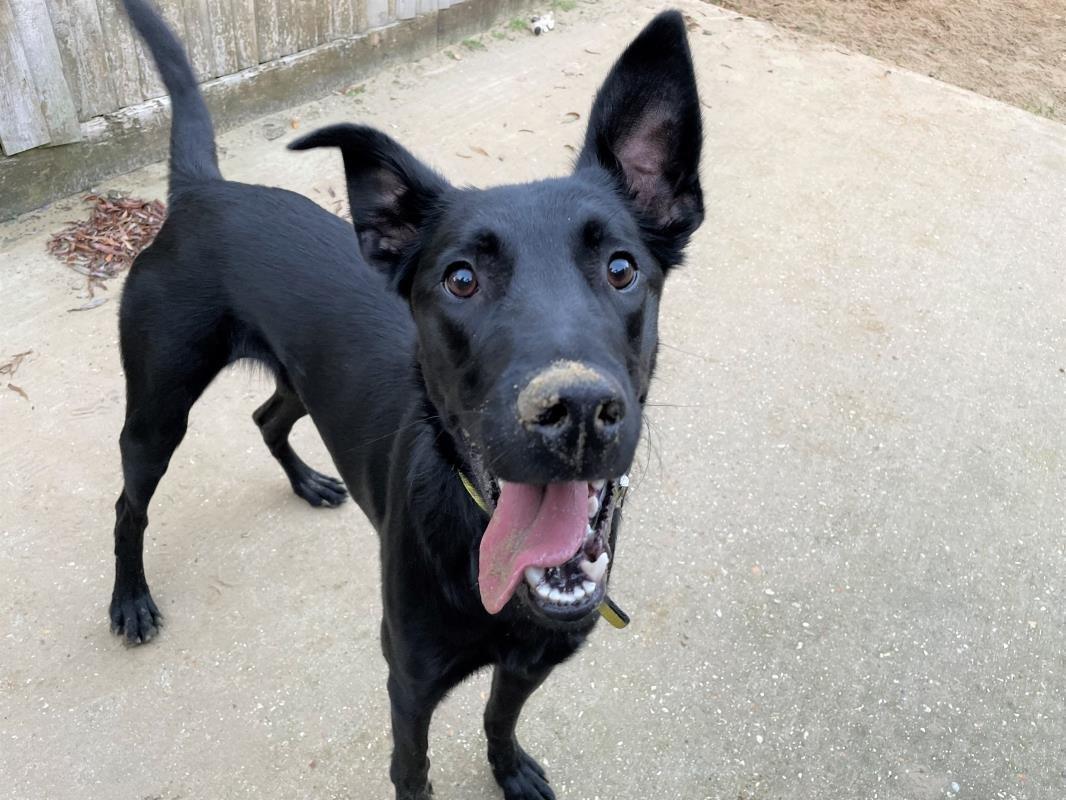 Can you give one of these dogs a home and a family to cuddle up to?