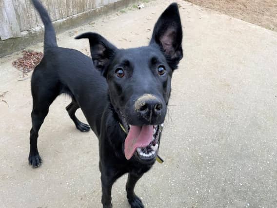 Can you give one of these dogs a home and a family to cuddle up to?