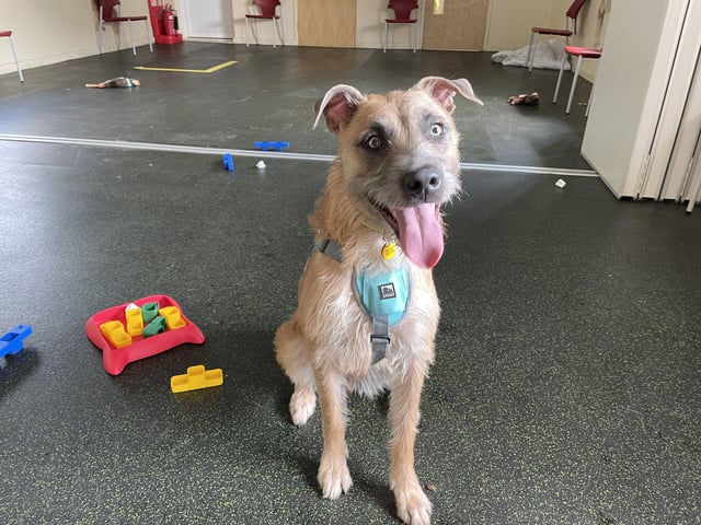 Tula is a bright, young lurcher with a highly-active nature. Her perfect match would be with a family who lead an active lifestyle, and who can dedicate lots of time to supporting her with some additional training.