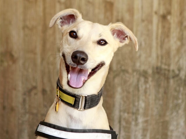 Dom is a young lurcher and full of beans. He's a fun and clever boy but can often become overwhelmed by the world around him.