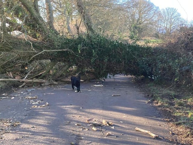 Southlands Lane, West Chiltington. Photo: Angela Willmer