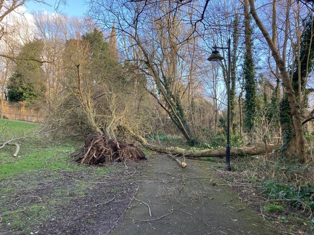 A tree down behind Sainsbury's off Worthing Road, Horsham. Photo: Lesley Gray