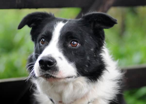 The dog which was stolen was a Border Collie