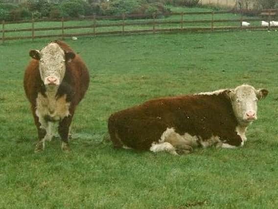 Police are appealing for information after cows were stolen from a field near Cookstown.