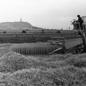 Harvester in operation with Scrabo Hill in the distance in September 1980. Picture: Farming Life archives