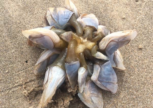 This mystery lifeform washed up on Whitepark Bay in August 2020. A marine biologist said it was a group of goosenecked barnacles.
