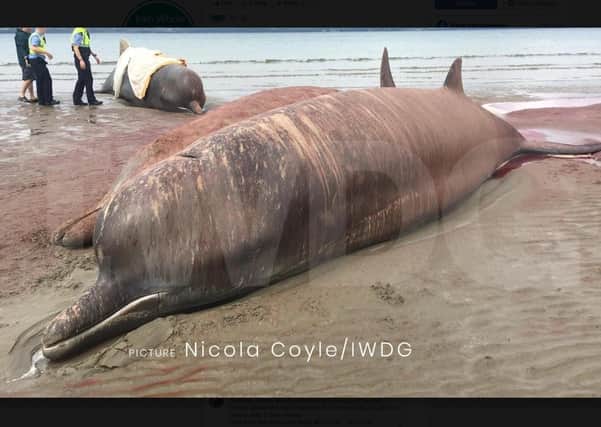Some of the seven or eight Northern Bottlenose Whales stranded at Rossnowlagh, Donegal on August 18, 202. Photos: Nicola Coyle/IWDG