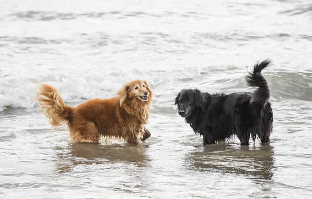 Dogs at Murlough Bay