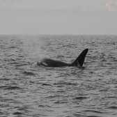 Orcas in Lough Swilly in 2012.