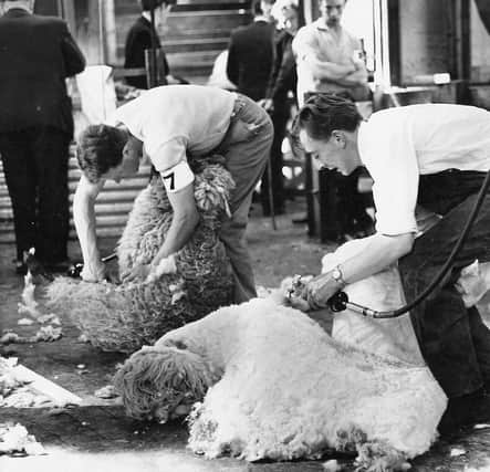 Francis Hutchinson, left, of Straid YFC, and James Sutherland from Forss YFC, Scotland, in action during the sheep shearing section of the International Young Farmers' Clubs' tests at Greenmount Agricultural College in June 1967. Picture: News Letter archives