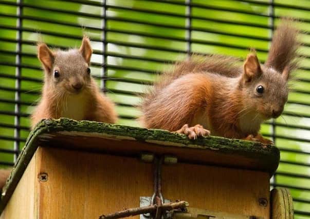 Belfast Zoo will mark national Red Squirrel Awareness Week with the release of red squirrels at Carnfunnock Country Park.