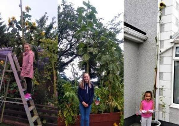 Tallest Sunflower winner Evie Stirling (centre) and runners-up Ellie Blair (left) and Cali McCormick (right)