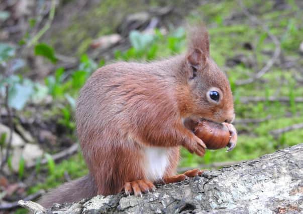 Another two red squirrels from the Belfast Zoo's Red Squirrel Breeding Programme were released in the area.  Photo credit: Sue Topping
