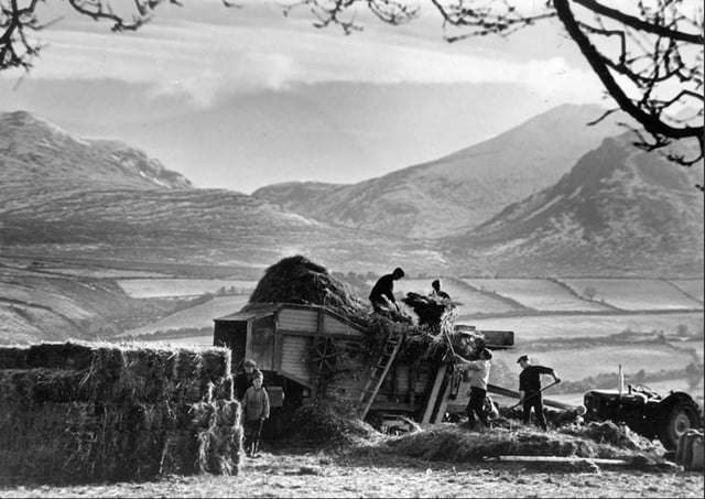At James McEvoy's farm on the Hilltown Road in Newcastle, Co Down, 1968. Picture courtesy of Northern Ireland Historical Photographical Society Facebook page (https://www.facebook.com/Northern-Ireland-Historical-Photographical-Society-225424414683936)