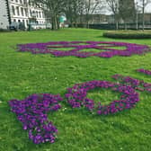 A spring display of Rotary crocus planting at Governors Place in Carrickfergus.