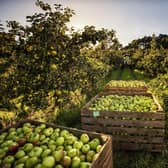 Portadown-based cider producer, Mr James Grew who owned Grew’s Cider, was predicting a bumper year for his company in 1919, reported the News Letter