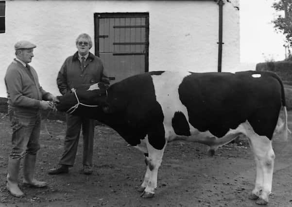 Top price bull – Robert Arthur and Son of Knowehead Road, Templepatrick, Co Antrim, paid a price of 2450 guineas at Balmoral for this bull at a sale held at Balmoral in October 1987. The March 1986 bull was offered by John Patterson and Son of Donaghadee, Co Down. Pictured with the bull is Edmund Arthur, left, and Spencer Gilliland of Dalgety Agriculture. The company made an award to the buyers and sellers of the top priced bulls at the sale. Picture: Farming Life archives