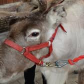 'Rudolph' at a previous Christmas fair in Larne Market Yard. INLT 49-001-PSB