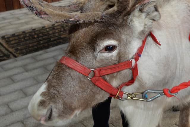 'Rudolph' at a previous Christmas fair in Larne Market Yard. INLT 49-001-PSB