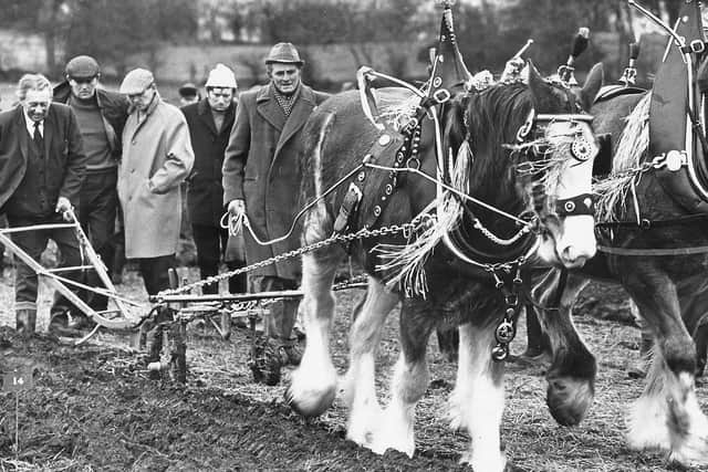 Frank Taylor from Magherafelt competing with his team of horses in the all-horse ploughing match organised by Millbush Young Farmers’ Club in aid of the Christian Aid Ethiopia fund in December 1975. Picture: News Letter archives