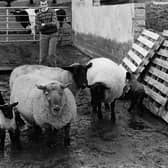Pictured in October 1987 is James Arthur, 14, with three ewes and their five lambs. James looked after the sheep on the family farm at Knowehead Road, Templepatrick, Co Antrim. The three ewes had reared seven lambs in January. Picture: Farming Life archives