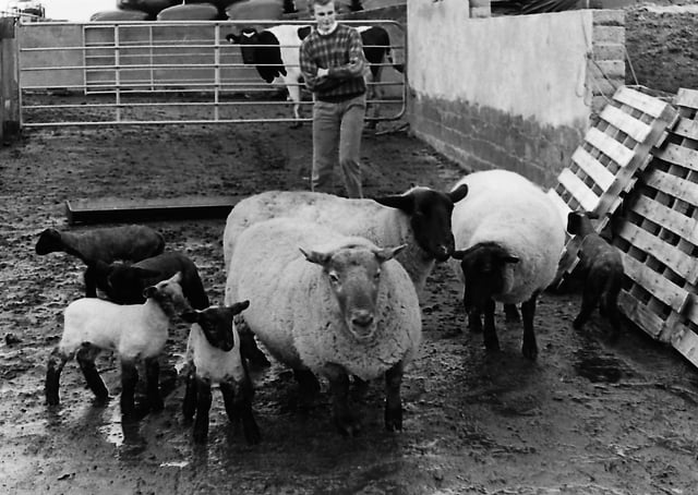 Pictured in October 1987 is James Arthur, 14, with three ewes and their five lambs. James looked after the sheep on the family farm at Knowehead Road, Templepatrick, Co Antrim. The three ewes had reared seven lambs in January. Picture: Farming Life archives