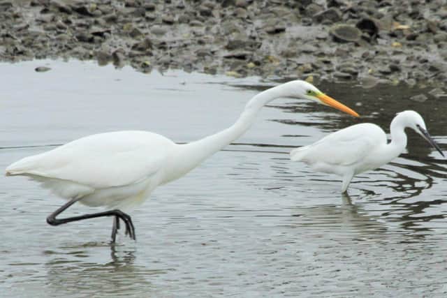 Cameron Moore's image of a great white egret at Ballycarry.