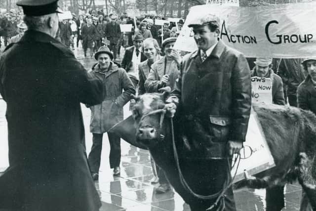 The law steps in to halt the progress of the heifer just outside the front door at Dundonald House in east Belfast during the farmersâ€TM protest in January 1975. Picture: News Letter archives