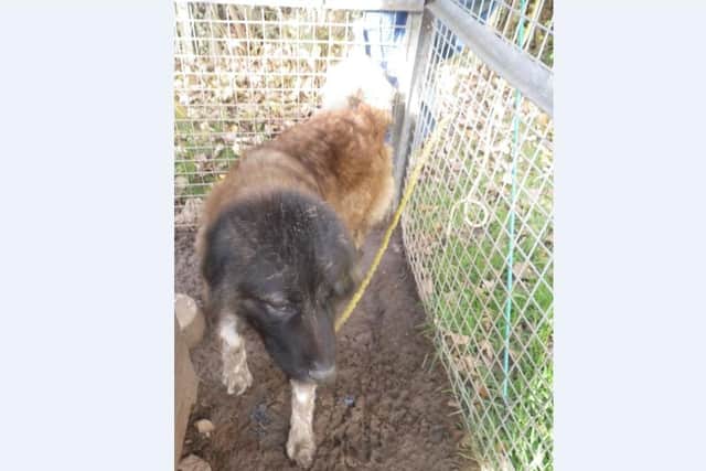 The dog was kept in conditions which were deemed to cause suffering.