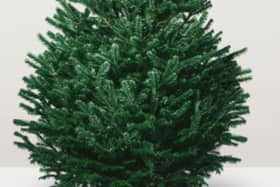 Christmas tree fundraiser