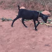 The goat bought for a family in deep poverty in Rwanda