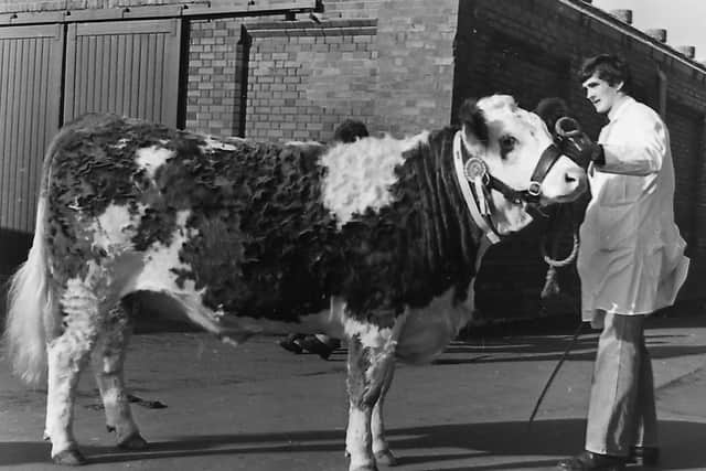 This old photograph from a Simmental show and sale at Balmoral shows David Perry of  Killane Simmentals with Killane Linda 4th, she was female champion that day. Thanks to David Perry for the details on this photograph. Picture: Farming Life/News Letter archives