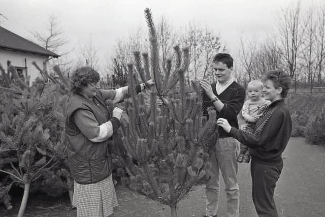 Plenty of things were moving in Belvoir Forest Park in December 1988. Keeper of the forest shop, Ann Milligan, left, had little trouble in showing off this specimen's symmetry to Stuart Harvey and sister Rosemary of Belfast. It was to end up decorated for nephew William Dunwoody. Picture: News Letter archives