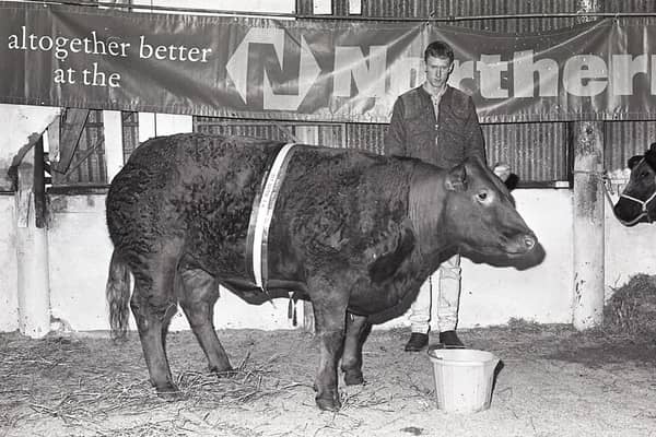 Pictured at the annual Christmas show and sale of beef cattle which was held at Allam's Mart in Belfast in December 1990, is Stephen Smyth from Strabane with the supreme champion, a Charolais heifer. Picture: Farming Life/News Letter archives