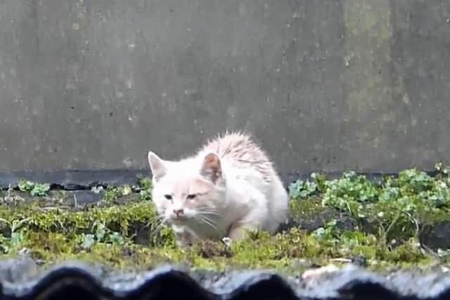 'Cosy' moves forward on the roof towards food (Pictures courtesy of Cats Protection)